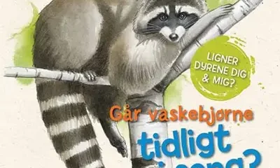 Går vaskebjørne tidligt i seng?